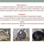Чому кролик символ Великодня: глибокі корені, міфи та жива традиція