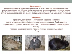 Чому кролик символ Великодня: глибокі корені, міфи та жива традиція