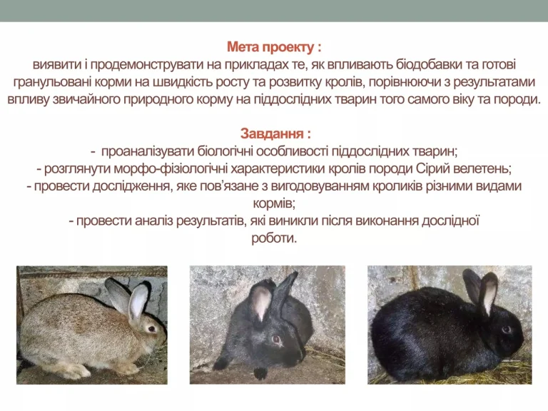 Чому кролик символ Великодня: глибокі корені, міфи та жива традиція