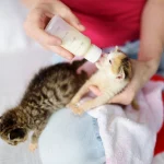 Чи можна котам молоко: правда, яка змінює ставлення до блюдця