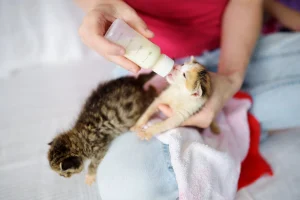 Чи можна котам молоко: правда, яка змінює ставлення до блюдця
