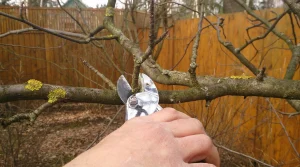 Як правильно обрізати яблуні: повний гід для багатого врожаю