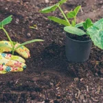 Коли садити гарбузи: повний гід за регіонами України