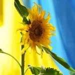 Що символізує прапор України: сенс синьо-жовтих кольорів